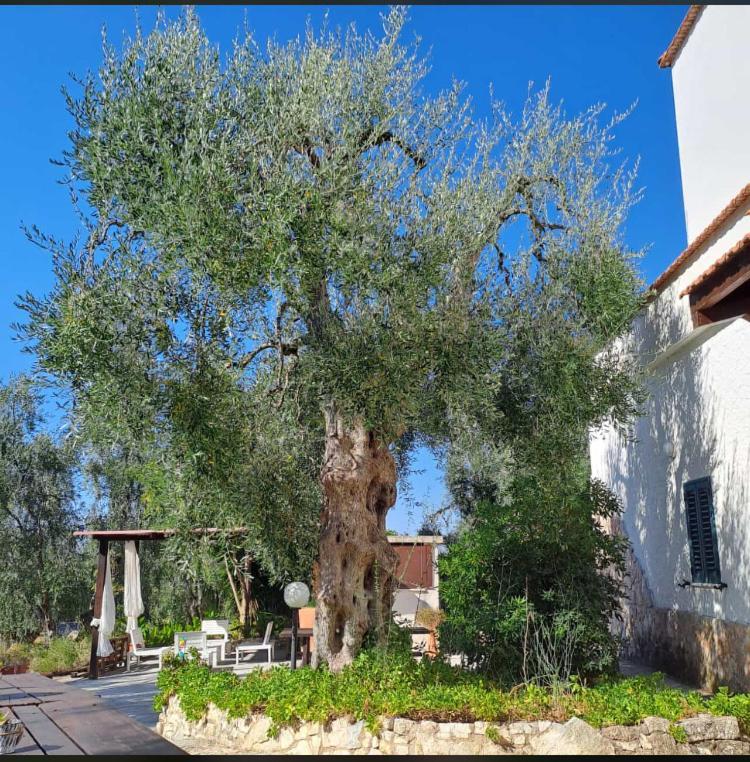 Azienda Agricola B&B Macchiaria Vieste Eksteriør billede