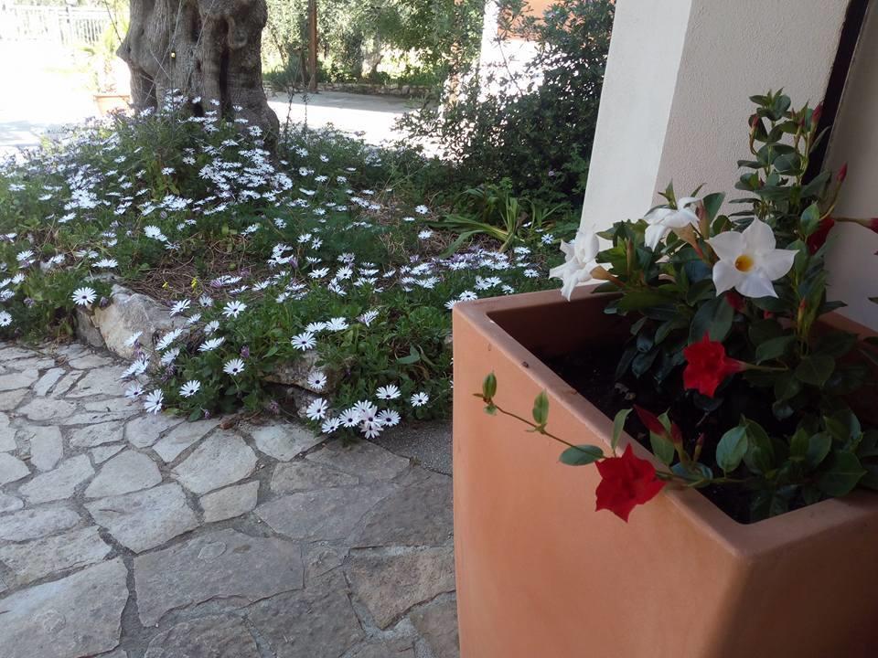 Azienda Agricola B&B Macchiaria Vieste Eksteriør billede